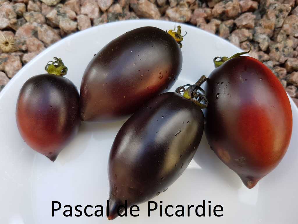 Pascal de Picardie